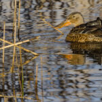Canard souchet femelle